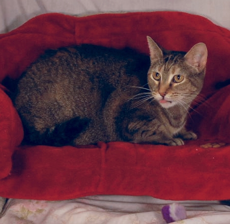 Lil-Girl2---Nook---0551