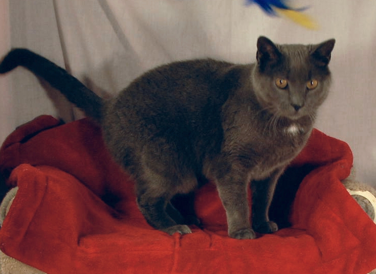 Sterling---Kitty-Korner---0909